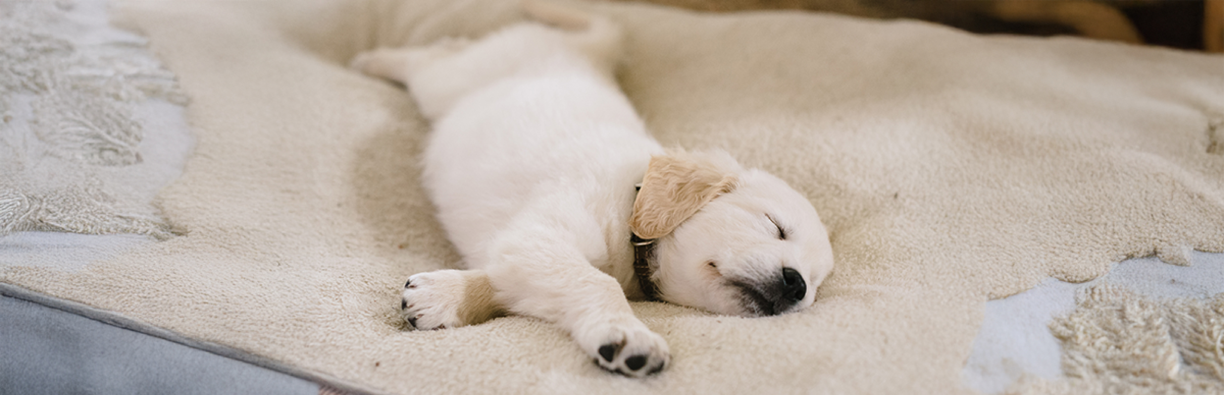 ¿Cuánto tiempo duerme un cachorro de 3 meses?